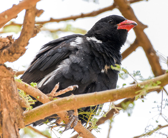 Red billed buffalo weaver