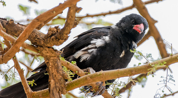 Red billed buffalo weaver
