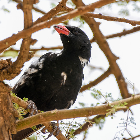 Red billed buffalo weaver