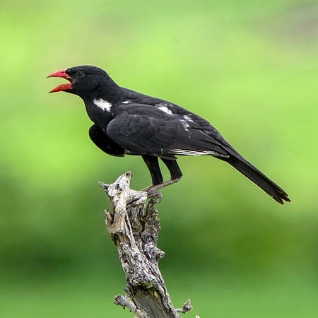 Red billed buffalo weaver
