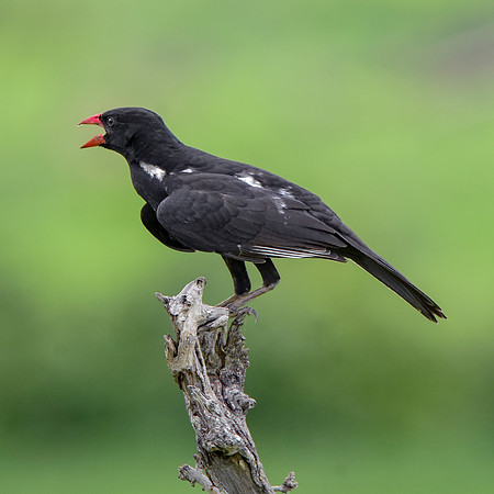 Red billed buffalo weaver