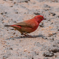 Red billed firefinch