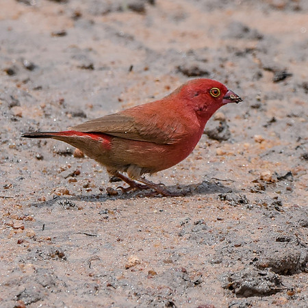Red billed firefinch