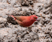 Red billed firefinch