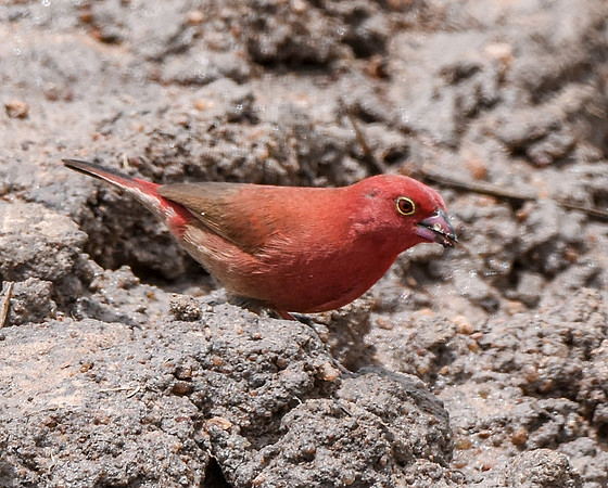 Red billed firefinch