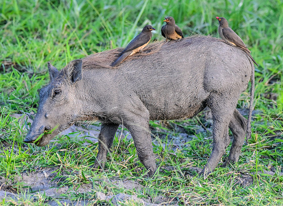 Red billed oxpecker