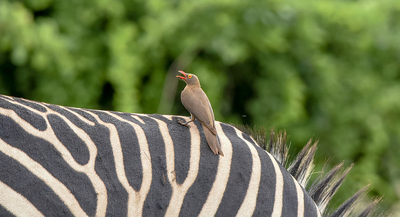 Red billed oxpecker