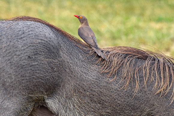 Red billed oxpecker