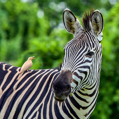 Red billed oxpecker