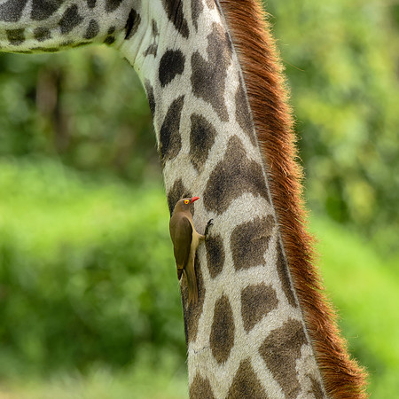 Red billed oxpecker