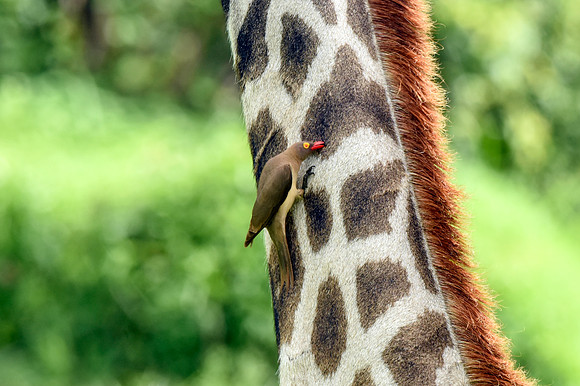 Red billed oxpecker