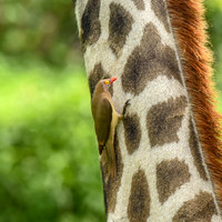 Red billed oxpecker