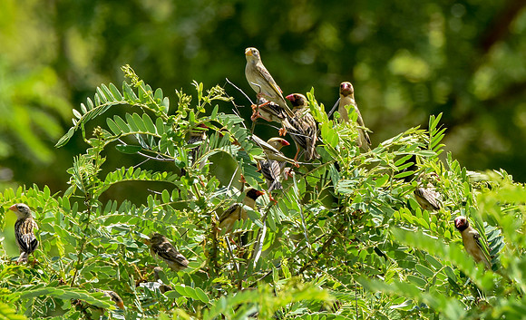 Red billed quelea
