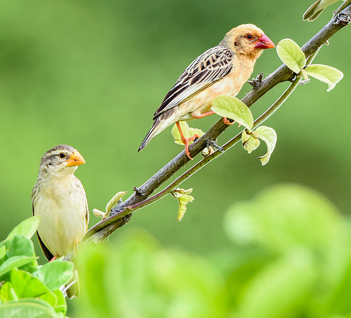 Red billed quelea