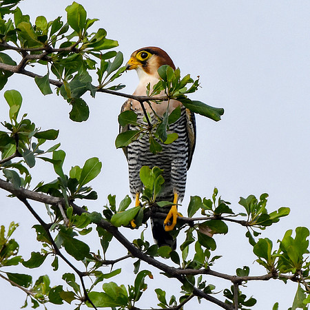 Red necked falcon