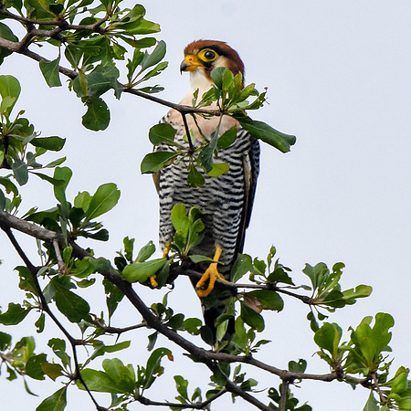 Red necked falcon