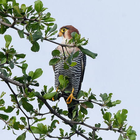 Red necked falcon
