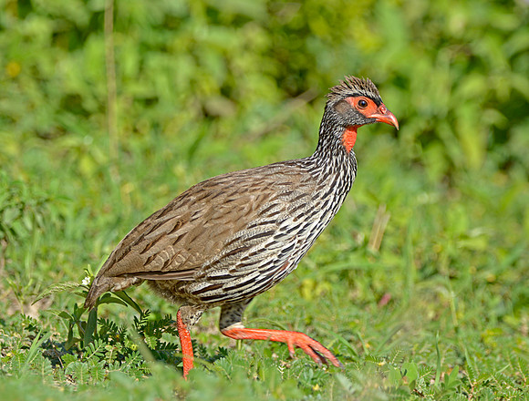 Red necked spurfowl