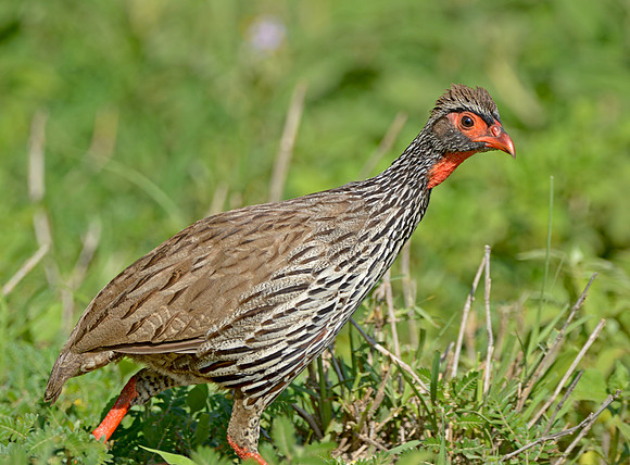 Red necked spurfowl