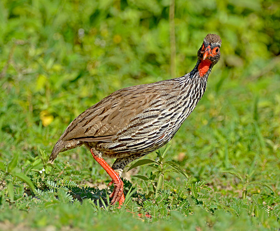 Red necked spurfowl