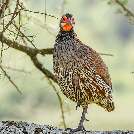 Red necked spurfowl