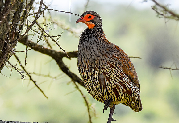 Red necked spurfowl