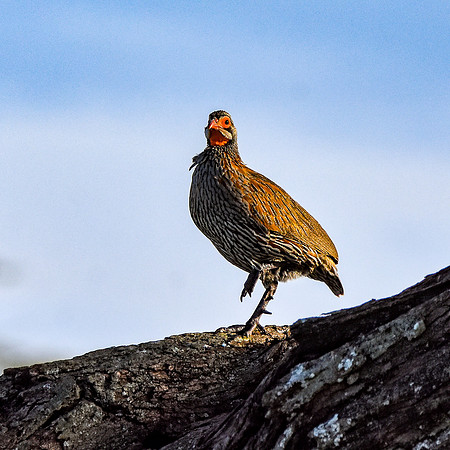 Red necked spurfowl