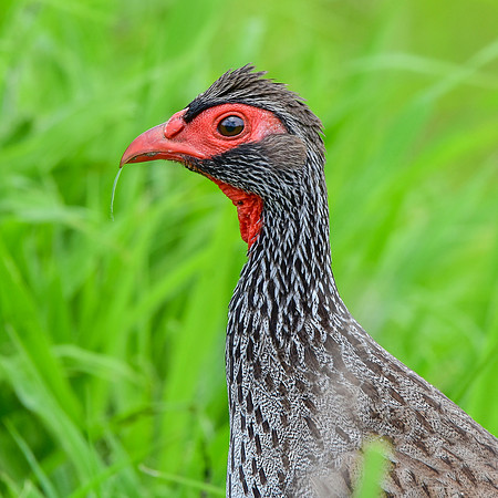 Red necked spurfowl