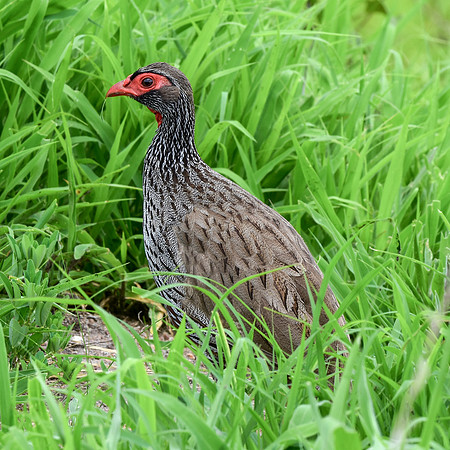 Red necked spurfowl