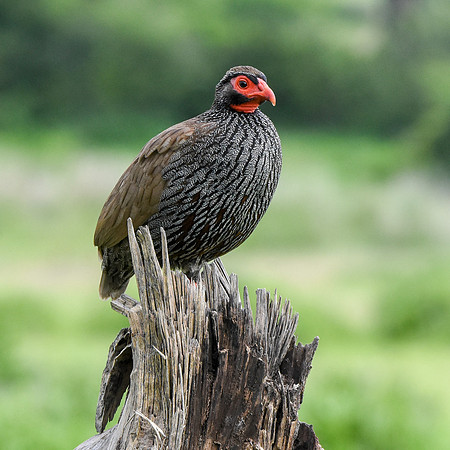 Red necked spurfowl
