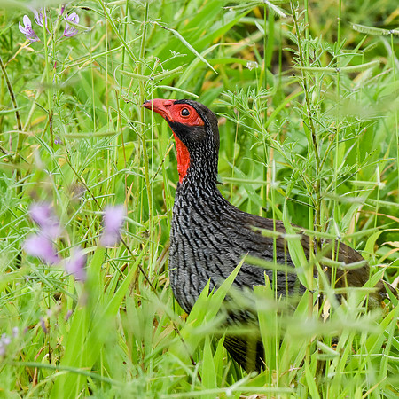 Red necked spurfowl