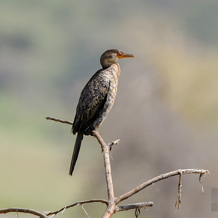 Reed cormorant