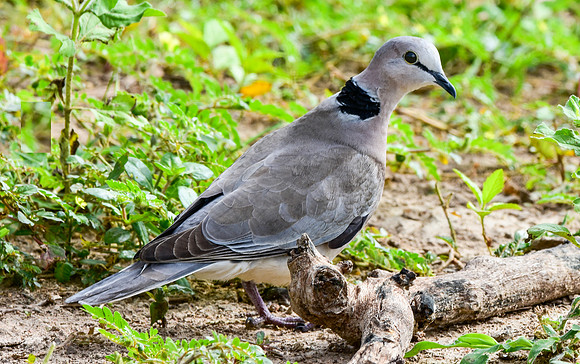 Ring necked dove