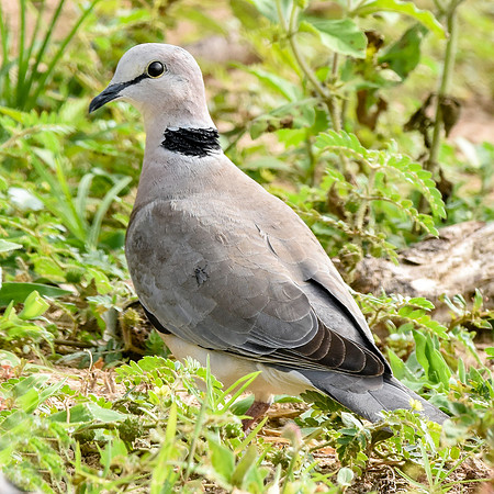 Ring necked dove