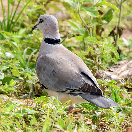 Ring necked dove