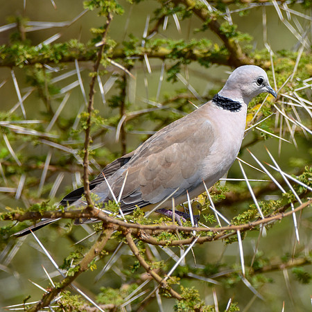 Ring necked dove