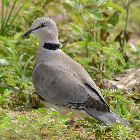 Ring necked dove