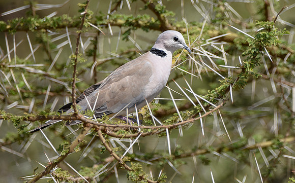 Ring necked dove