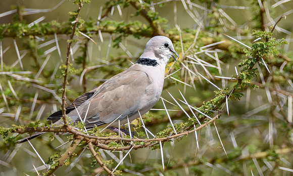 Ring necked dove