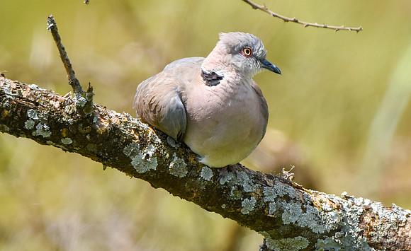 Ring necked dove