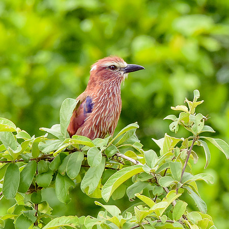 Rufous crowned roller