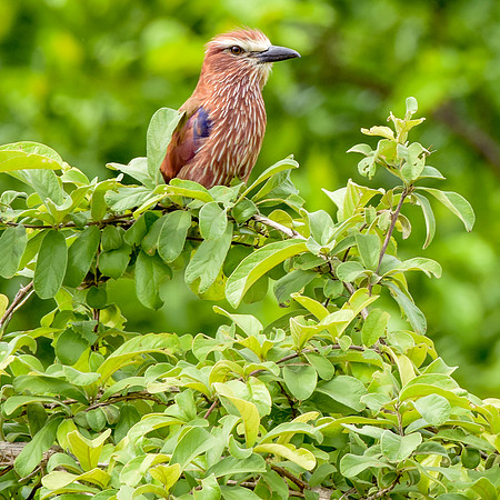 Rufous crowned roller