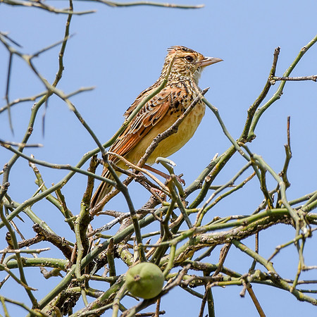 Rufous naped lark