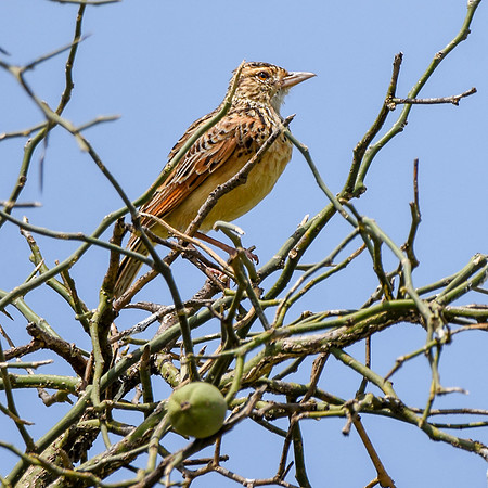 Rufous naped lark