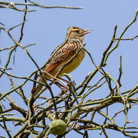 Rufous naped lark