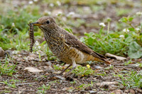 Rufous tailed rock thrush
