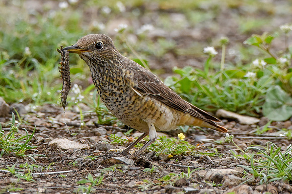 Rufous tailed rock thrush