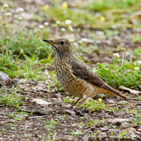 Rufous tailed rock thrush