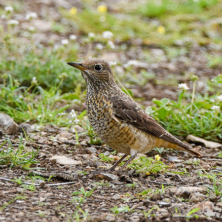 Rufous tailed rock thrush