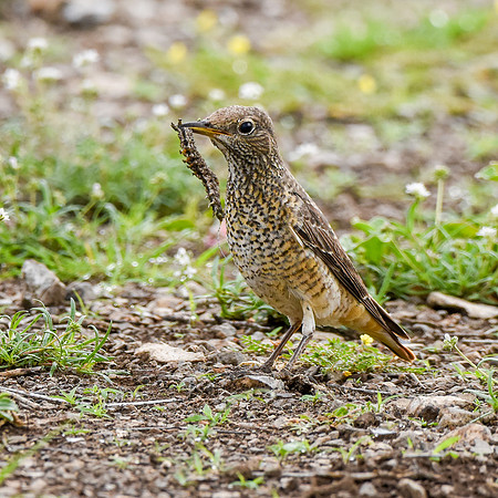 Rufous tailed rock thrush
